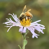 Entry image for Pollinating Royalty