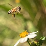 Entry image for Humble Laborer