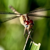 Entry image for Crimson Nymph