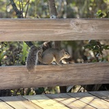 Entry image for Bushy 'Tales'