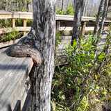 Entry image for Still, and Unbothered