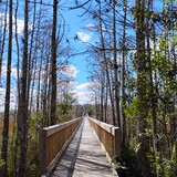 Entry image for Art of Nature