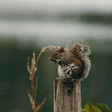 Entry image for Lakeside Nibbles