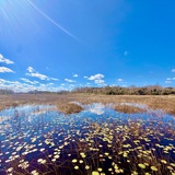 Entry image for Shining Light