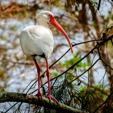 Entry image for White Ibis