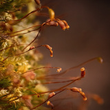 Entry image for Splendid Spores