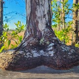 Entry image for Firmly Planted