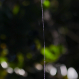 Entry image for Dew Drops