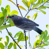 Entry image for The Cat Bird Seat