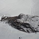 Entry image for Waiting to Strike 