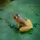 Entry image for Feeling Froggy