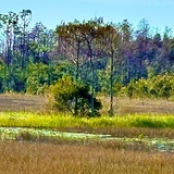 Entry image for Swamp Island