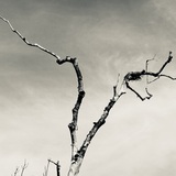 Entry image for DA TREE