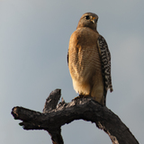 Entry image for High Perch