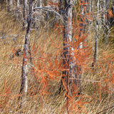 Entry image for Winter Colors