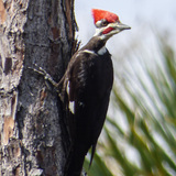 Entry image for Startled Pileated