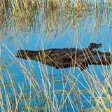 Entry image for Alligator or NOT