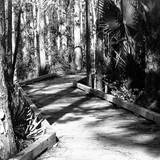 Entry image for Shadows  