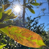 Entry image for Invasion of the Plant Snatchers