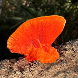 Entry image for To Eat or Not to Eat