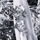 Entry image for Just a Weed