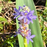 Entry image for I'm More Than a Weed