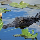 Entry image for Lurking in the Lilies 