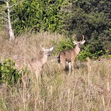 Entry image for 2 Bucks