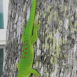 Entry image for Hello Gecko