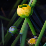 Entry image for Floral Awakening