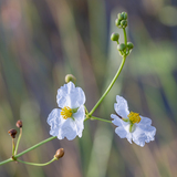 Entry image for Bull-tongue Arrowhead