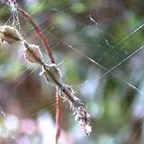 Entry image for Spider Eggs Sacs in the Wild