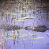 Entry image for Gator View 