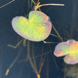 Entry image for Devine Artistry