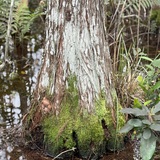 Entry image for Foot Model