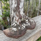 Entry image for I'm Meltinggg