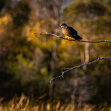 Entry image for Basking in the Sunlight