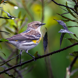 Entry image for Myrtle the Warbler