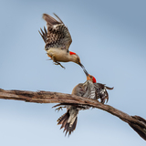 Entry image for Beak to Beak