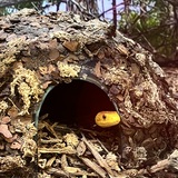 Entry image for Keeper of the Hollow