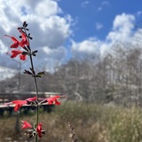 Entry image for Wild Grace