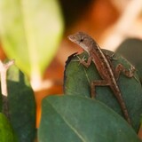 Entry image for Brown Anole - Up Close