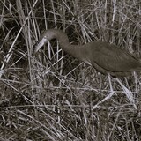 Entry image for Heron in Black & White