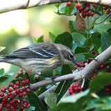 Entry image for Have a Berry Nice Day