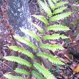 Entry image for Green Fern