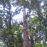 Entry image for Plants and Trees