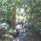 Entry image for Tree and Water