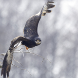 Entry image for target lock