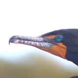 Entry image for The Comorant's Gaze