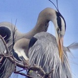 Entry image for Great Blue Love | Great Blue Herons: Male (L) Female (R)